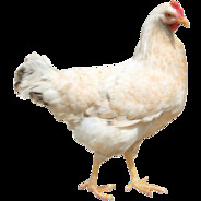 Leg