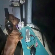 player10
