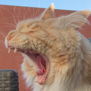 Tschamin the Cat
