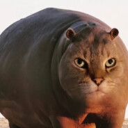 CAT_BARSIK