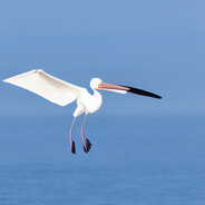 FlyingStork