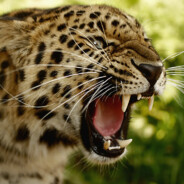 LEAPOLD