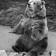 GreyBear