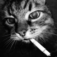 kat