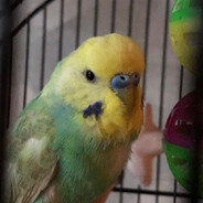 Mikhailus
