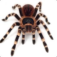 spider