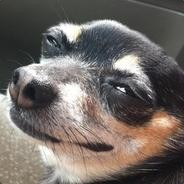 Xenomorphick