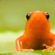 kikingkikker