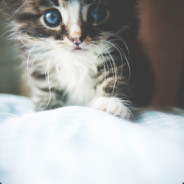 CANKAT