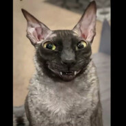 letuchei