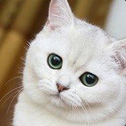 CS:GO ГАВНО