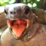 TurtleMan