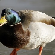 Quack