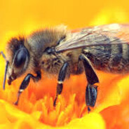 1000 angry bees