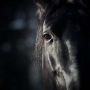 Black Horse