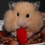 Hamster-Middz|Betrefs.gg