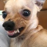 chihuahua rabioso