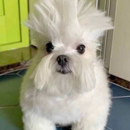 Gulivercito