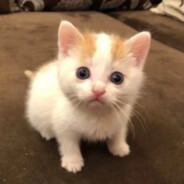 ミュート