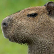 CapyBara
