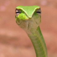 Marsel sneaky snake ofc
