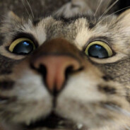 KOTЭ