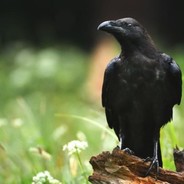 Raven17