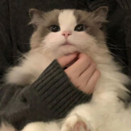 라라-라라