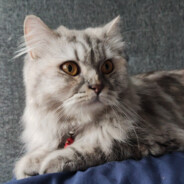 moccakitty