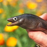 Sneaky eel