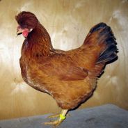 лиза лочко