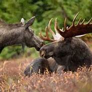 SaltyMoose