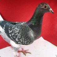 IRuchableOnlySamice
