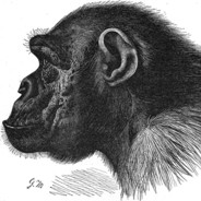 Steam Community :: Actual Chimp