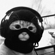Gato Talibã