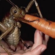 Myrj