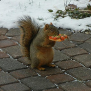 Squirrel