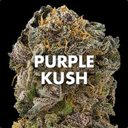PuRpLe KuSh pornhub.com