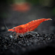 ScribbleShrimp