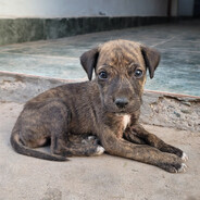 chiqui mix