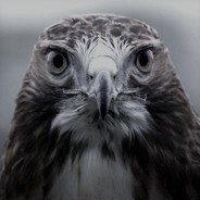 adamhawkz