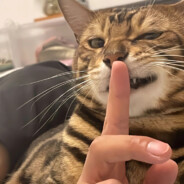 轻语·