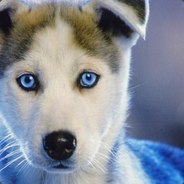 lihoz0r