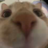 Piggy