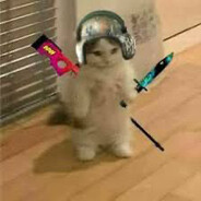 El gato