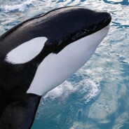 Diane the Orca