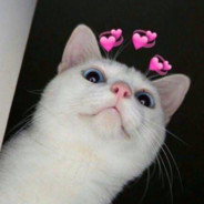 GATO  =¨_¨