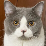 极拨猫