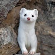 Sugirko