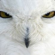 Haku